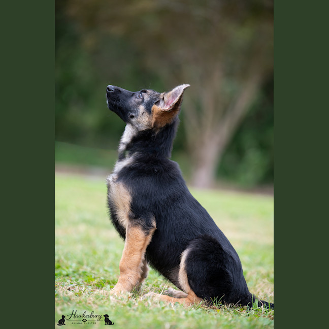 Photo of Ember