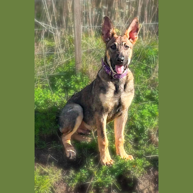 Photo of Bullet