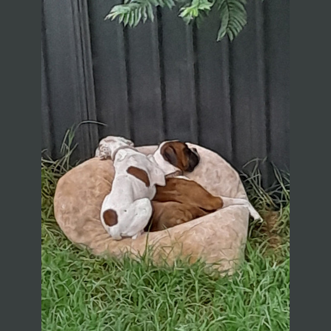 Photo of Waffles And Maple