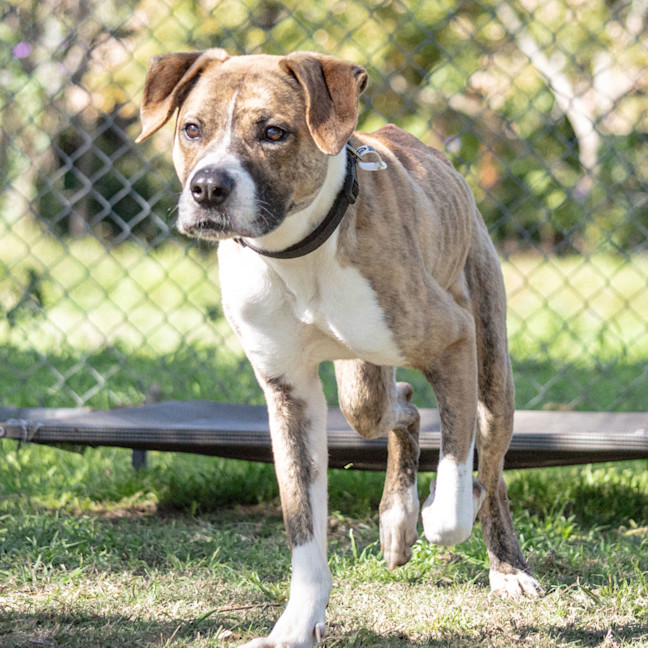 Photo of Chase