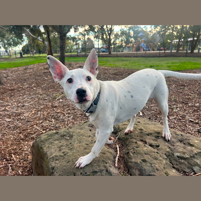 Photo of Niko