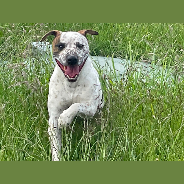 Photo of Patch