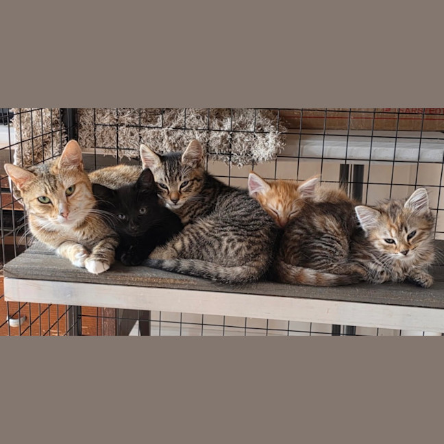 Photo of Tobias Torrens