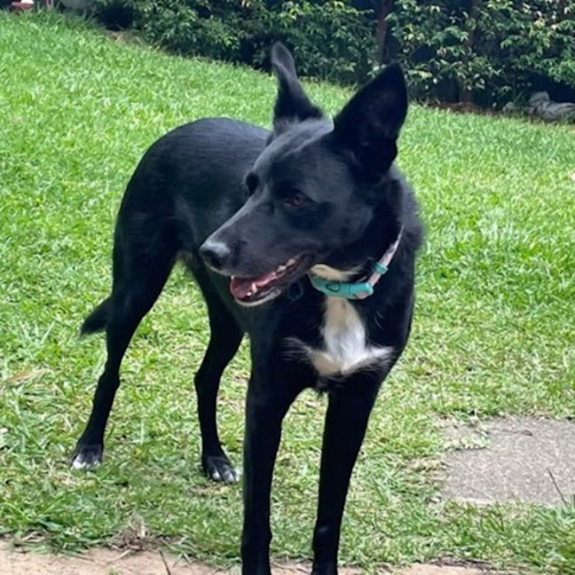 Photo of Sadie