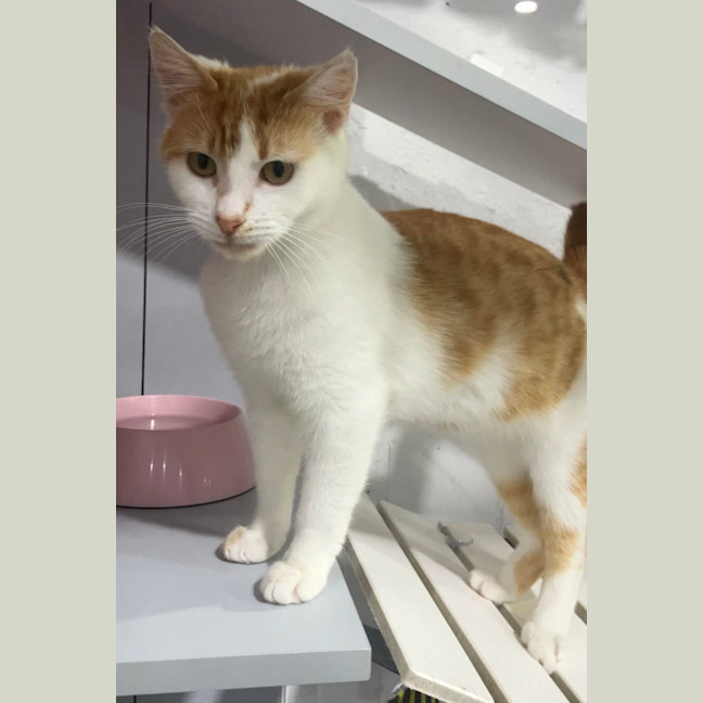 Photo of Aslan And Mr Squiggle