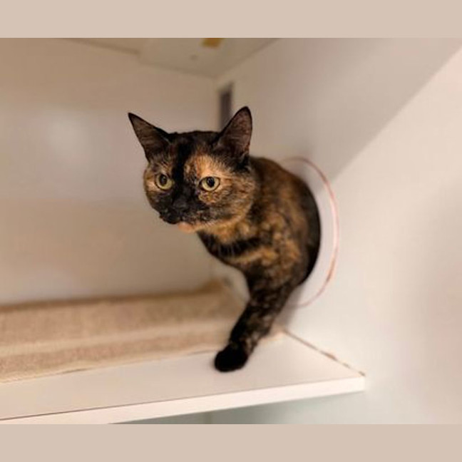 Photo of Callie