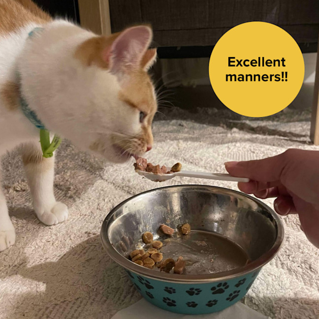 Photo of 👑Princess Gigi Von Tofu