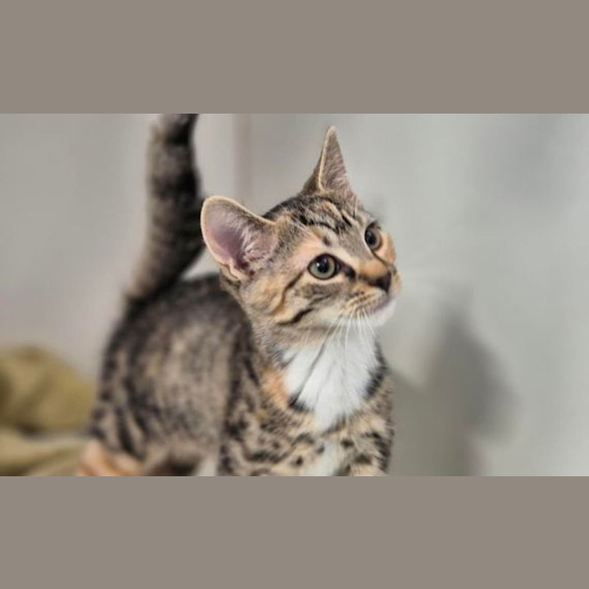 Photo of Calypso