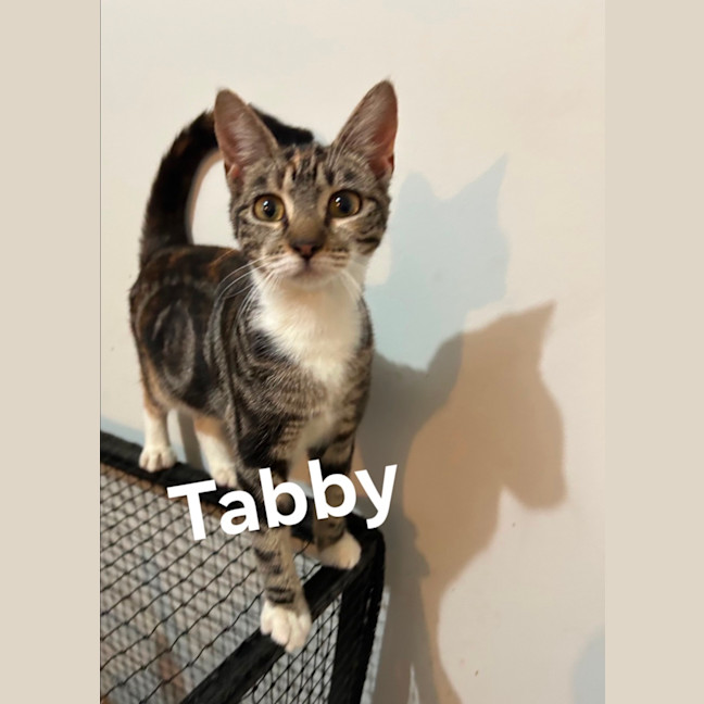 Photo of Tabby 