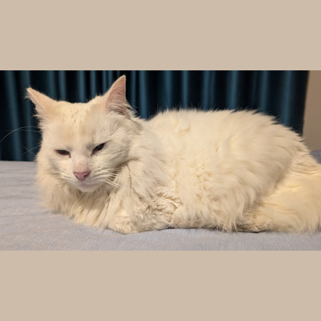 Photo of Snowball