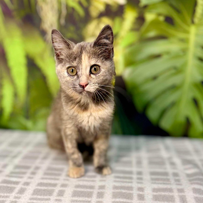 Photo of Cottontail   Located In Preston 