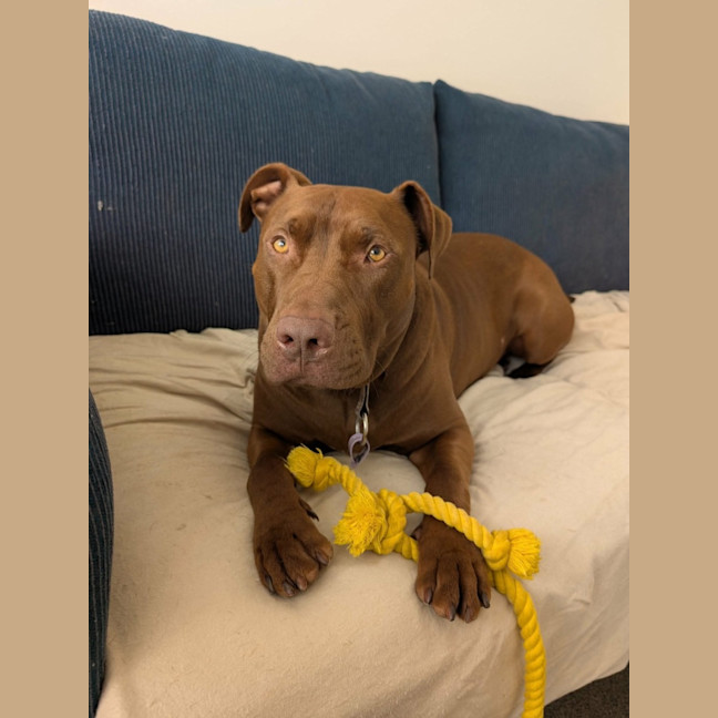 Photo of 🐶 Jeff 🐶