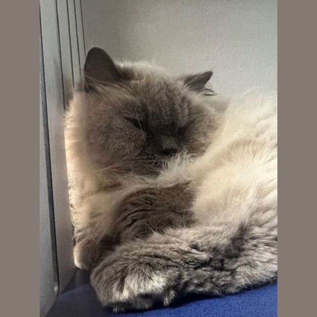 Photo of Lolly