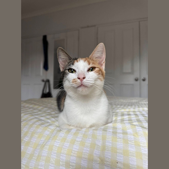 Photo of Daphne