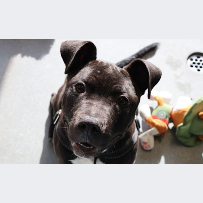 Photo of Stitch