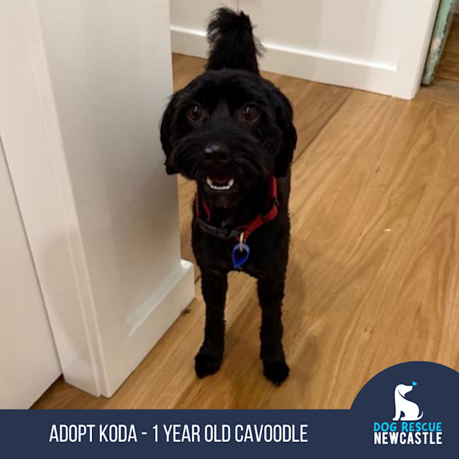 Photo of Koda   1 Year Old Cavoodle