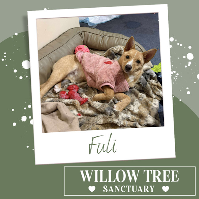 Photo of Fuli