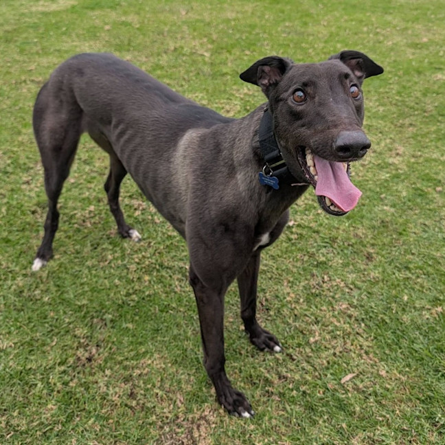 Photo of Earl Grey The Greyhound
