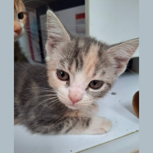 Photo of Paris (9951)