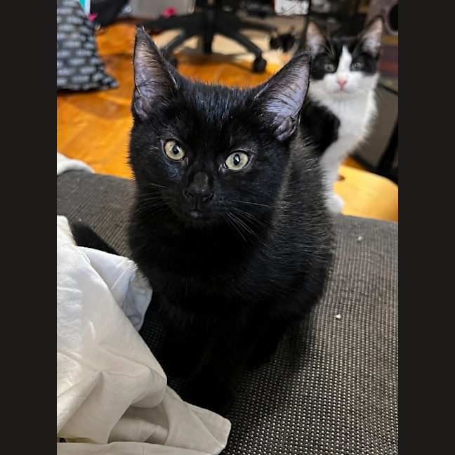 Photo of Luna