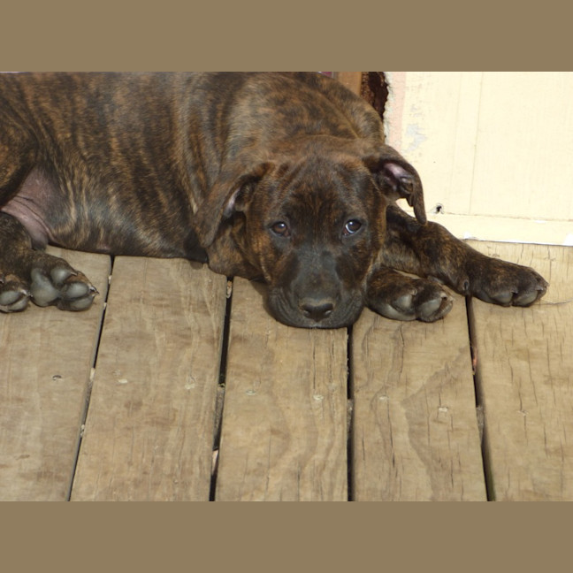 Photo of Charlie/Hank 