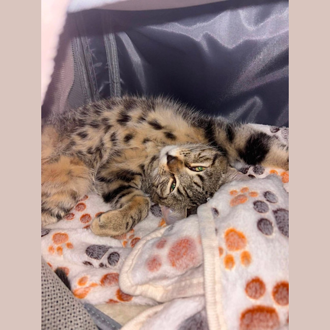 Photo of Hunter