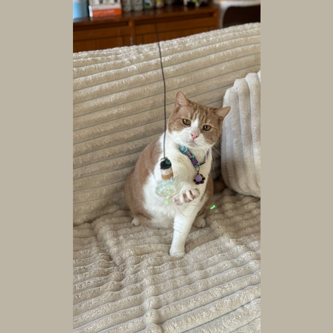 Photo of Sticky Dumpling