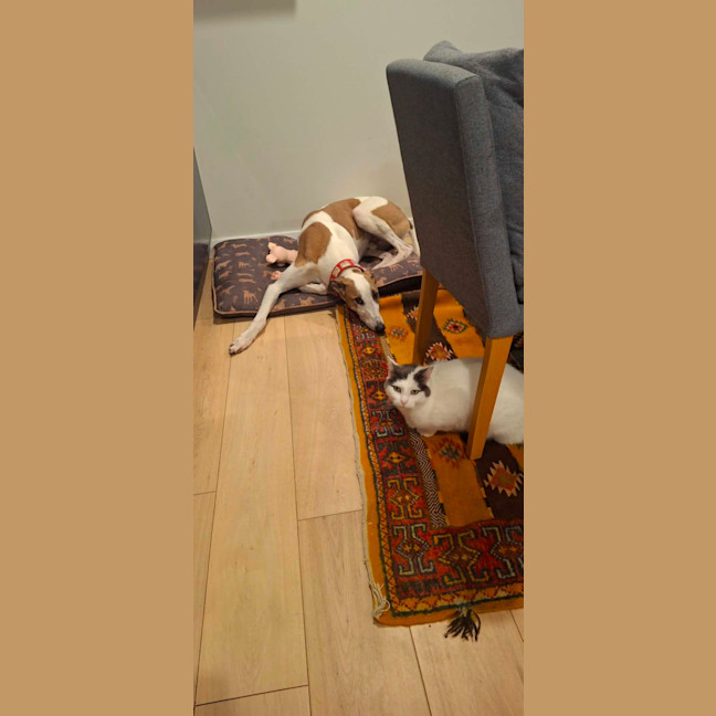 Photo of Banjo, The Greyhound