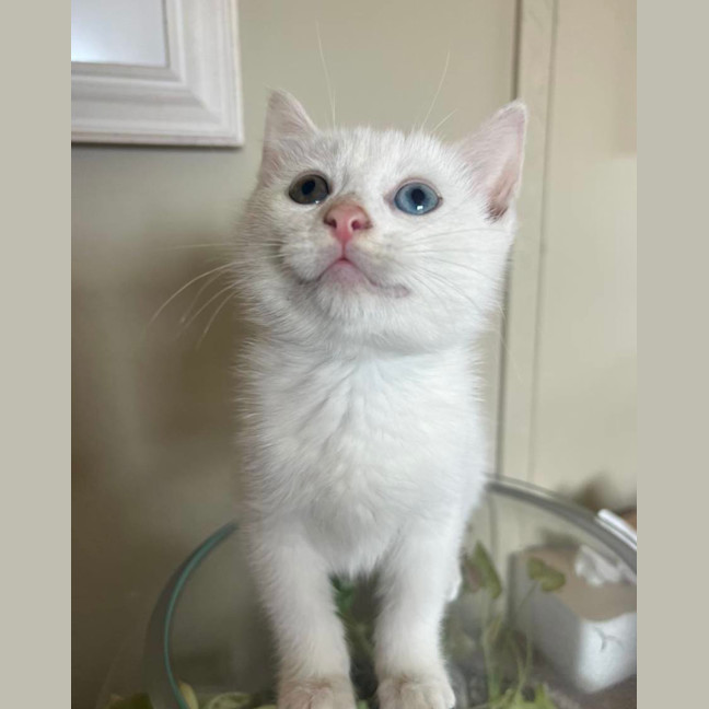 Photo of Yoghurt