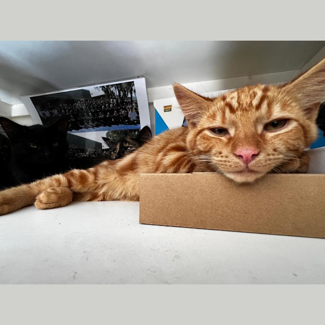 Photo of Thor
