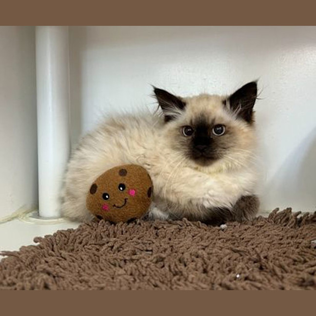 Photo of Mippy