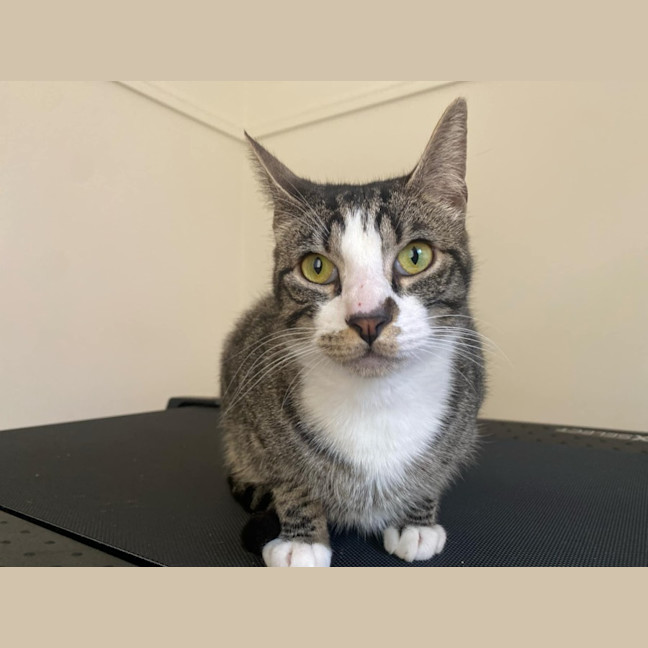 Photo of Blitzen   Located In Bacchus Marsh