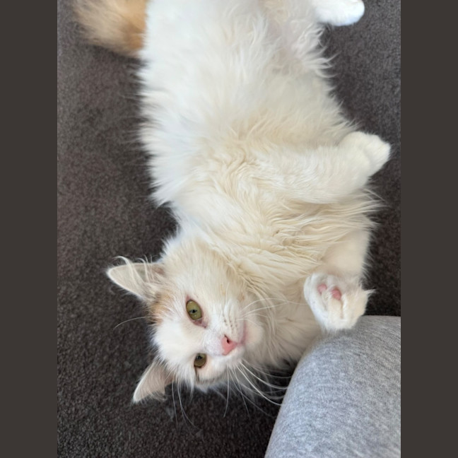 Photo of Biscuit