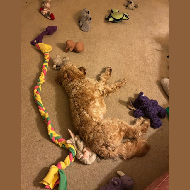Photo of Jazz