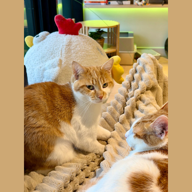 Photo of Peanut