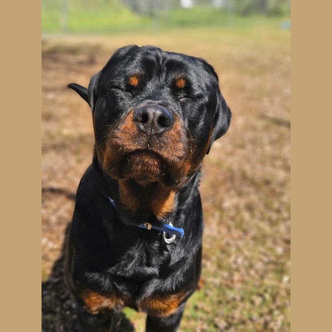 Photo of Bongo