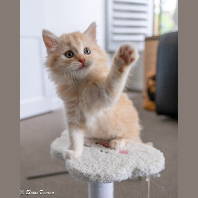 Photo of Rusty