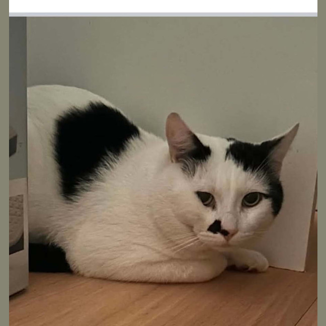 Photo of Cow   2 Year Old Domestic Short Hair