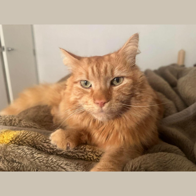 Photo of Gus   In Foster Care In Oak Park