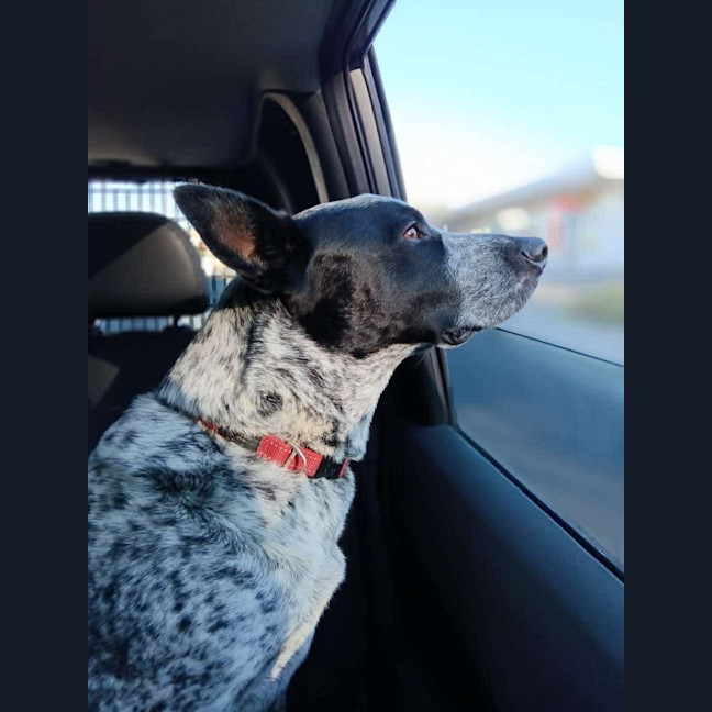 Photo of Boof