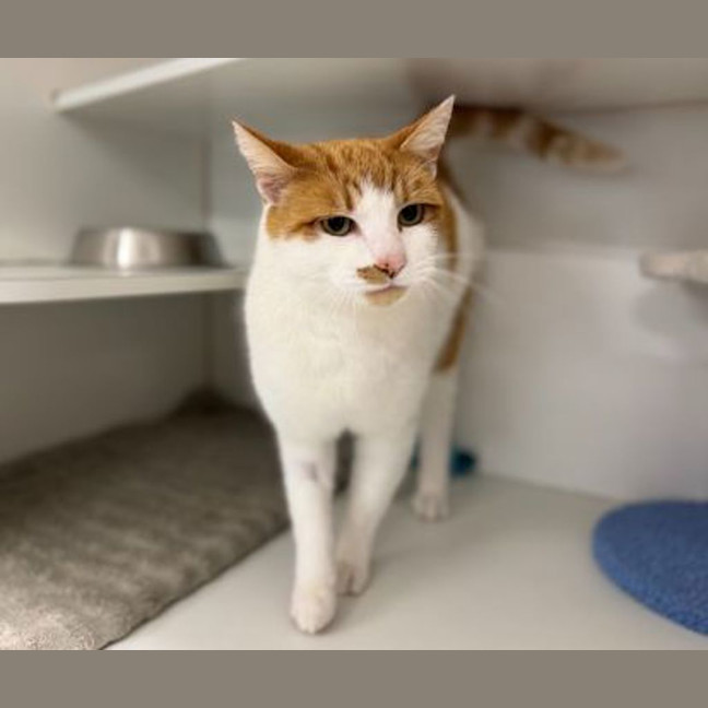 Photo of Ginger