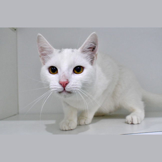 Photo of Sergeant Sesame