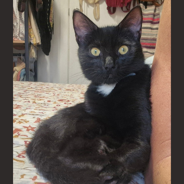 Photo of Onyx (8945)