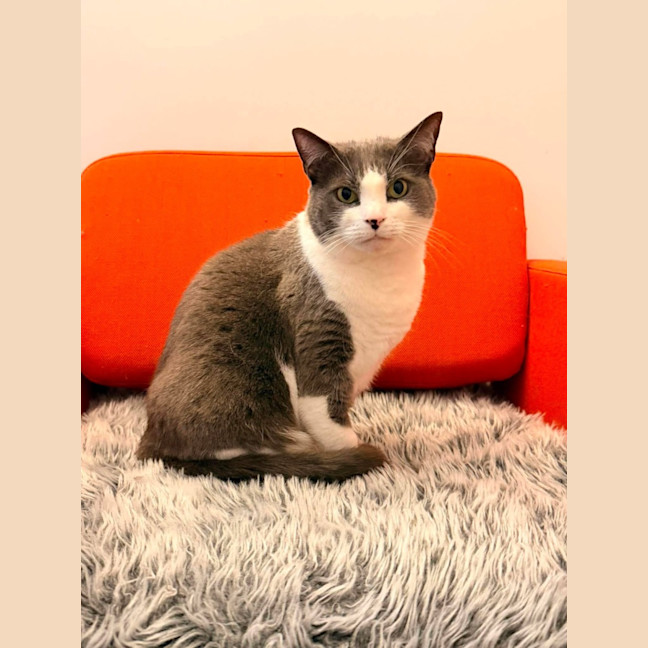 Photo of Whis   In Foster Care In Thornbury