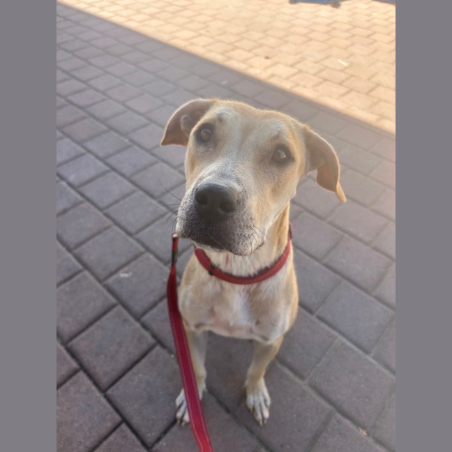 Photo of Luna (Lady)