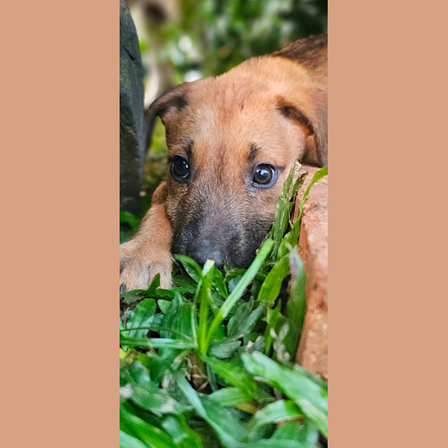 Photo of Jippa