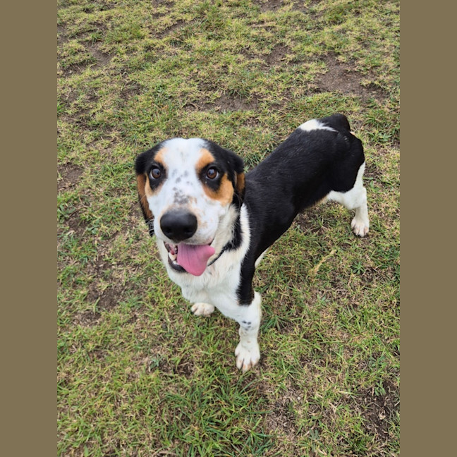 Photo of Hank (68992)