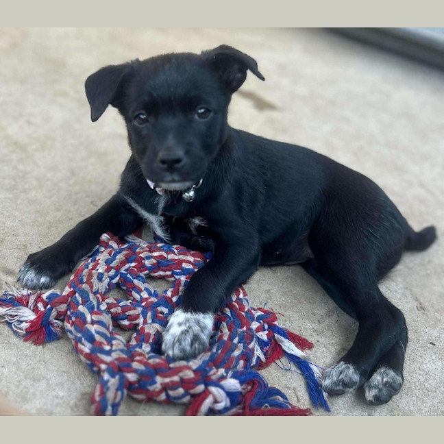 Photo of The Hawaiian Girls!