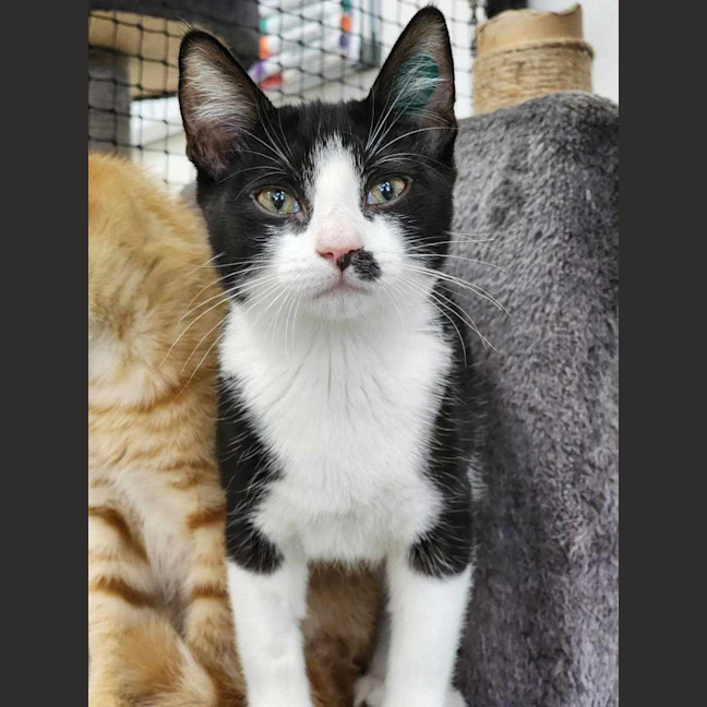 Photo of 🎀 Snapple 5746 🎀