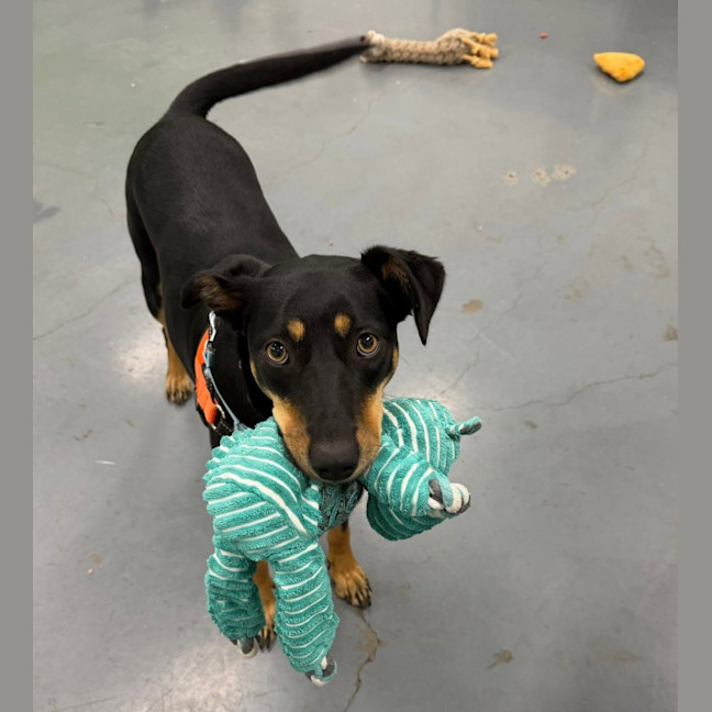 Photo of Ruby